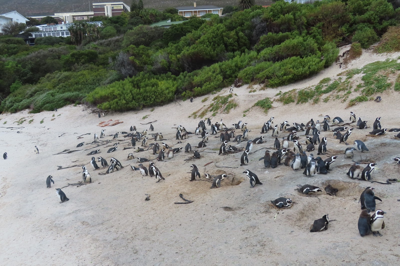 Boulders Beach, 2019