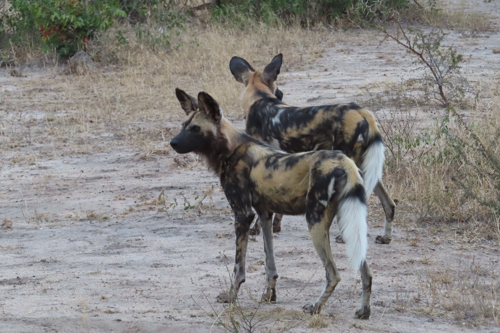 Wild Dogs, 2019