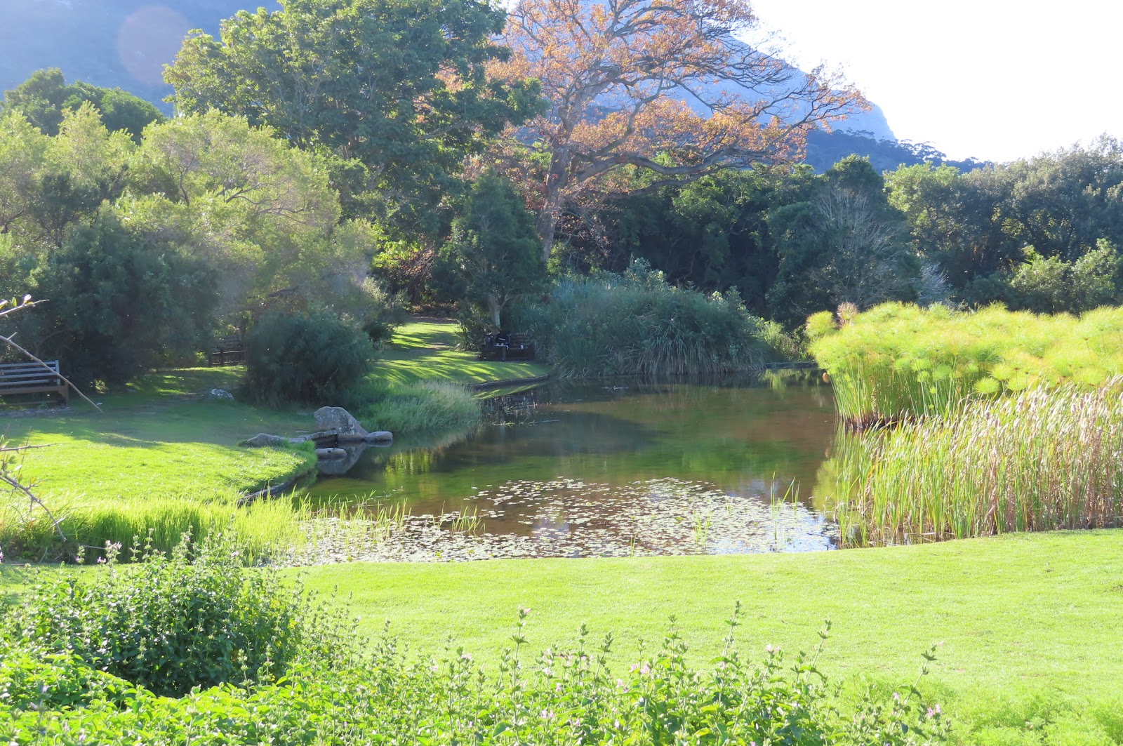 Kirstenbosch Botanical Gardens, 2019